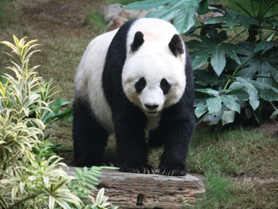 Chengdu & the Lakes